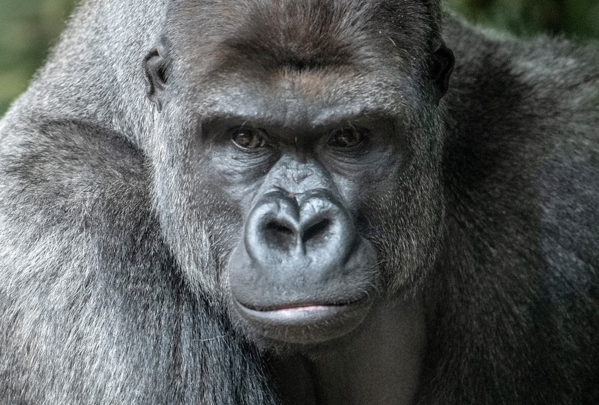08.02.2019, Berlin: Der neue Gorilla-Mann Sango beobachtet im Zoo die Besucher beim ersten offiziellen Besuchertag. Foto: Paul Zinken/dpa +++ dpa-Bildfunk +++