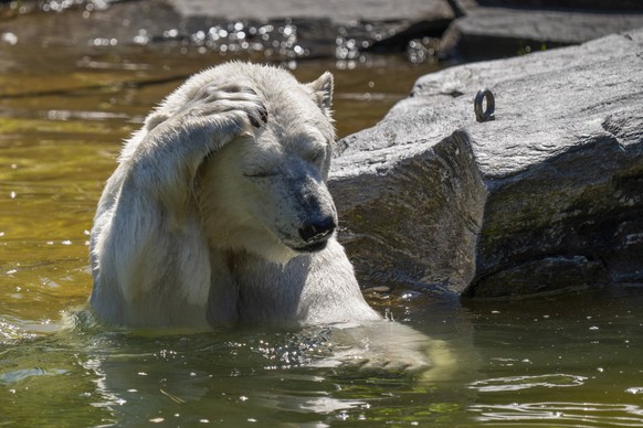 Entertainment Bilder des Tages Die Eisb�rin Ursus maritimus Tonja im Tierpark Berlin, Friedrichsfelde. Bei der sommerlichen Hitze von �ber 30 Grad f�hlt sich die Eisb�rin im Wasser sehr wohl. Foto: Vo ...