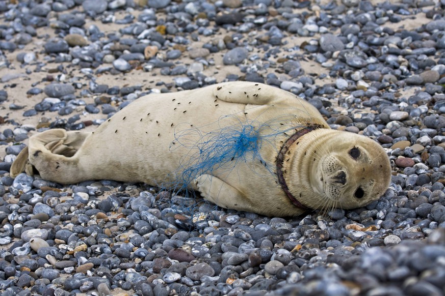Seehund, See-Hund (Phoca vitulina), am Hals verletzt durch Fischernetz, Deutschland, Schleswig-Holstein, Helgoland harbor seal, common seal (Phoca vitulina), kying on the beach, hurt by fishernet, Ger ...