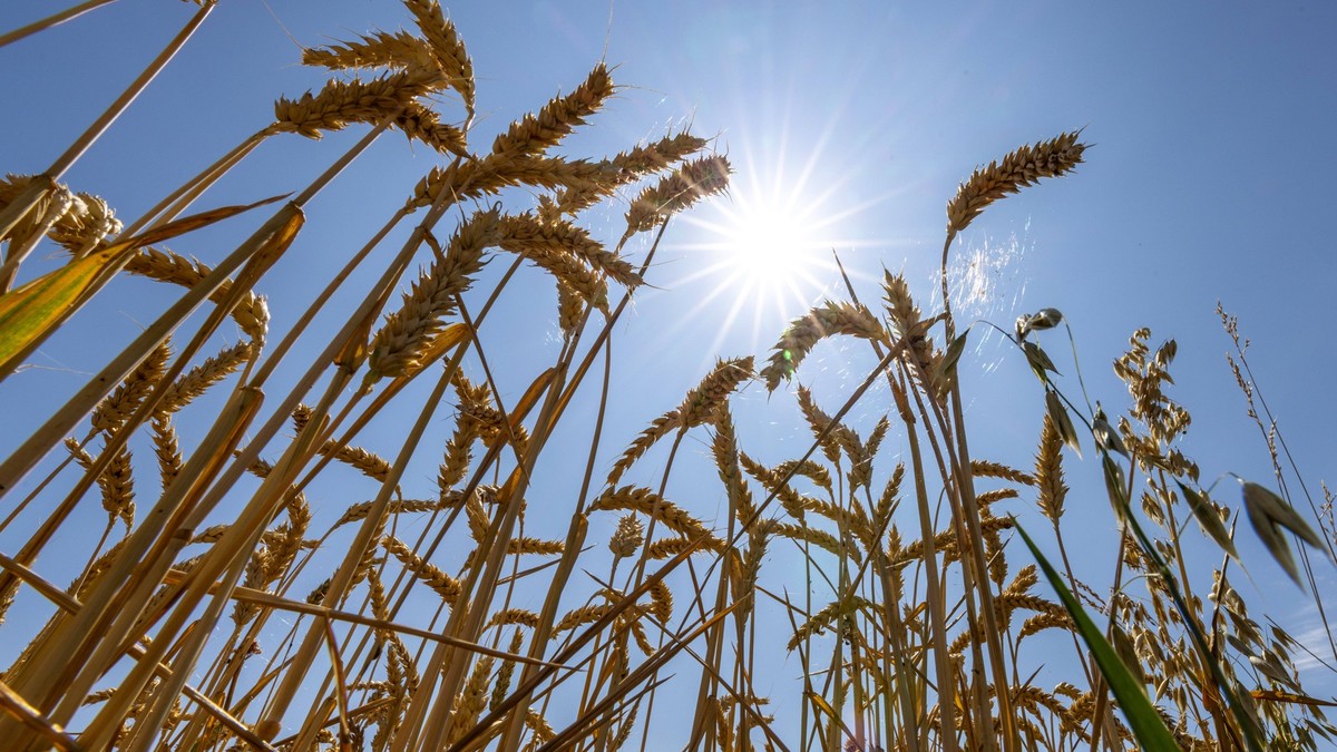 Hitze und Sonnenschein Die Sonne scheint bei blauem Himmel über einem Getreibefeld. An diesem Wochenende werden Temperaturen über 30 Grad für weite Teile Deutschlands vorhergesagt., Bad Homburg Hessen ...