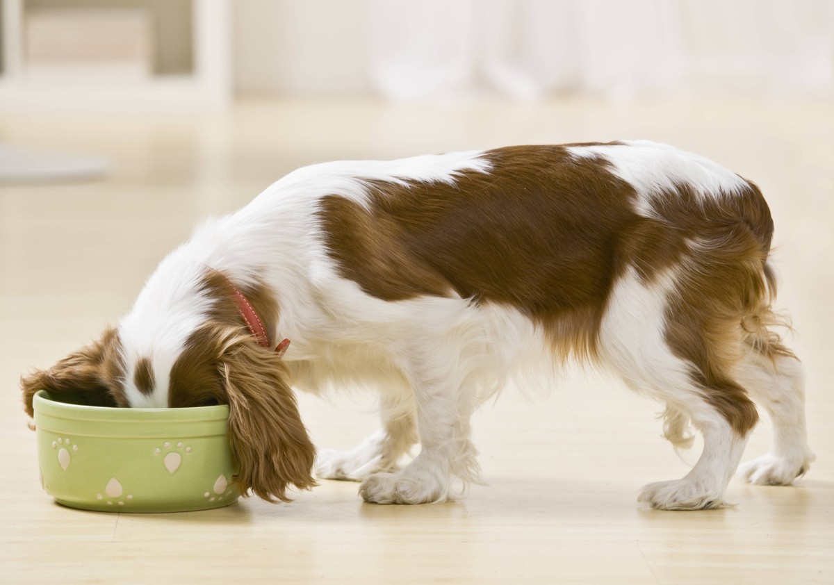 Puppy eating from food bowl. Horizontally framed shot. Copyright: xJonathanxRossx/xDesignxPicsx , 30467986 PUBLICATIONxINxGERxSUIxAUTxONLY Copyright: JonathanxRossx/xDesignxPics 30467986