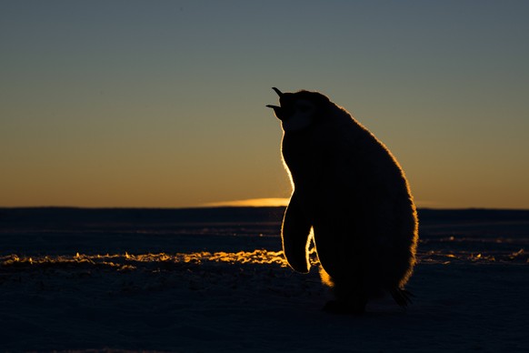 In der Atka-Bucht brüten Kaiserpinguine. Sind die Neugeborenen kräftig genug, geht es auf Reise durch die Antarktis.&nbsp;