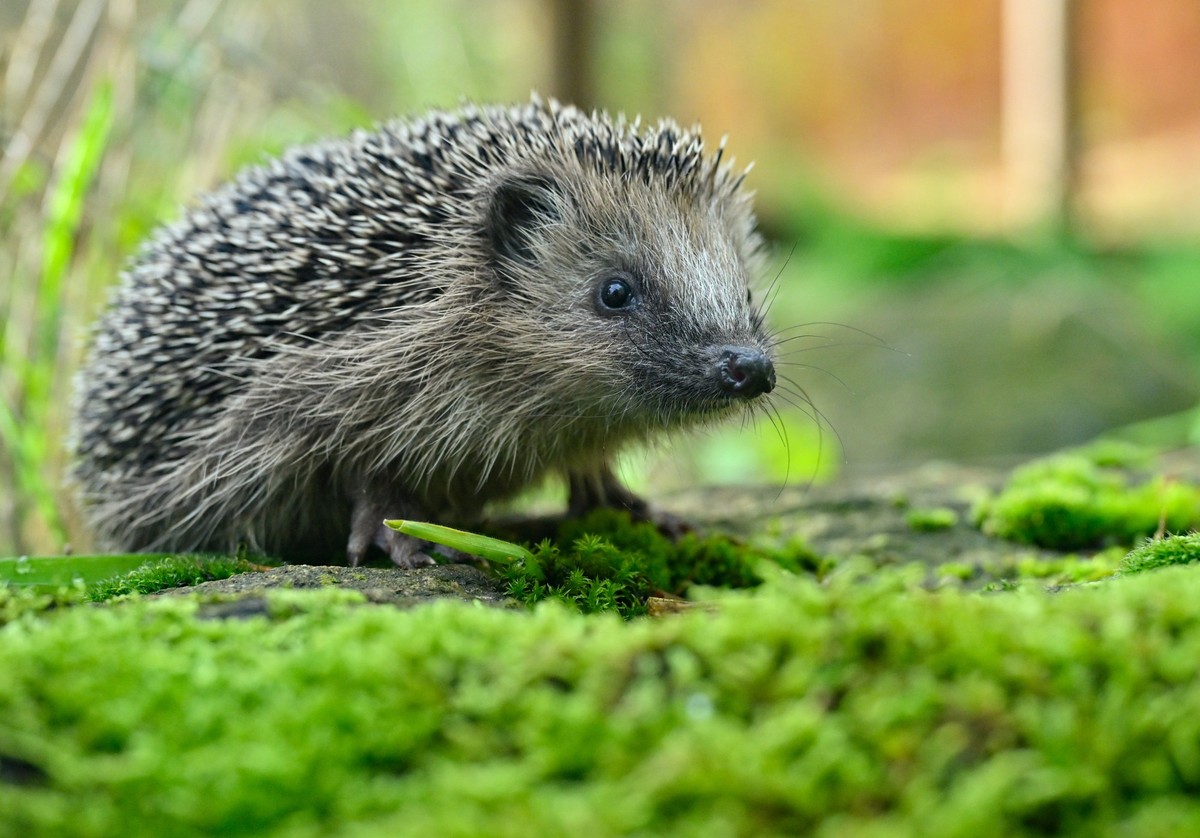 ARCHIV - 09.11.2023, Brandenburg, Neuzelle: Der kleine und nur etwa 200 Gramm leichte Igel mit Namen