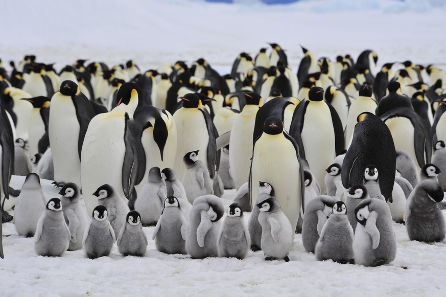 Emperor Penguins with chick Snow Hill in Antarctica