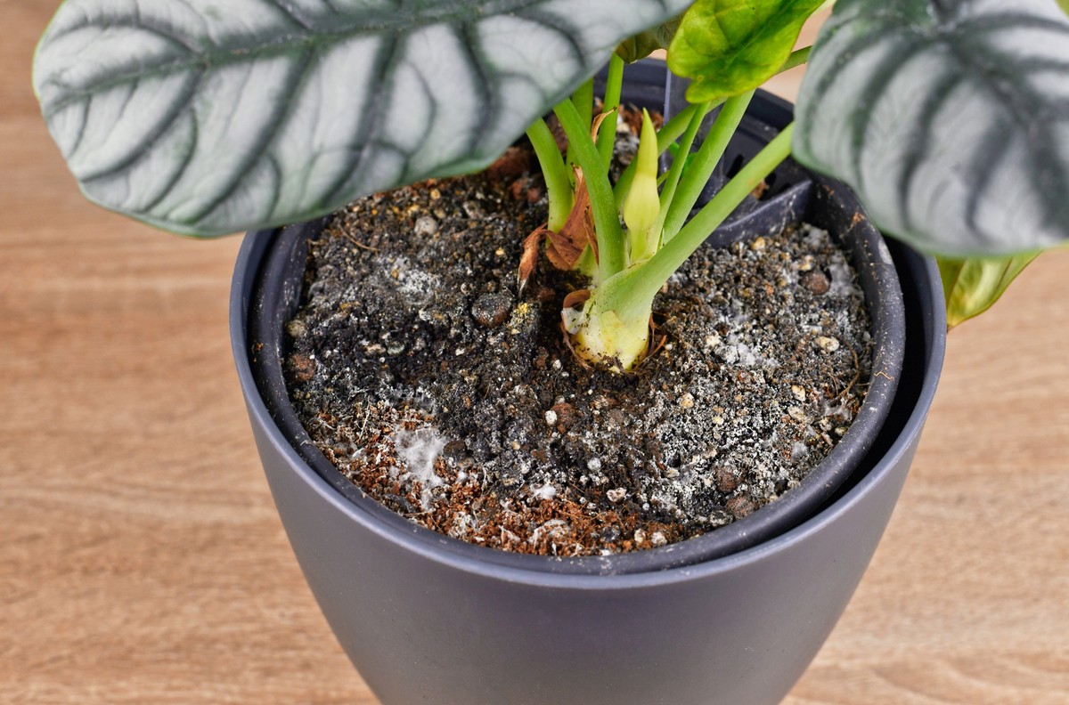 Mold growth on soil in houseplant flower pot