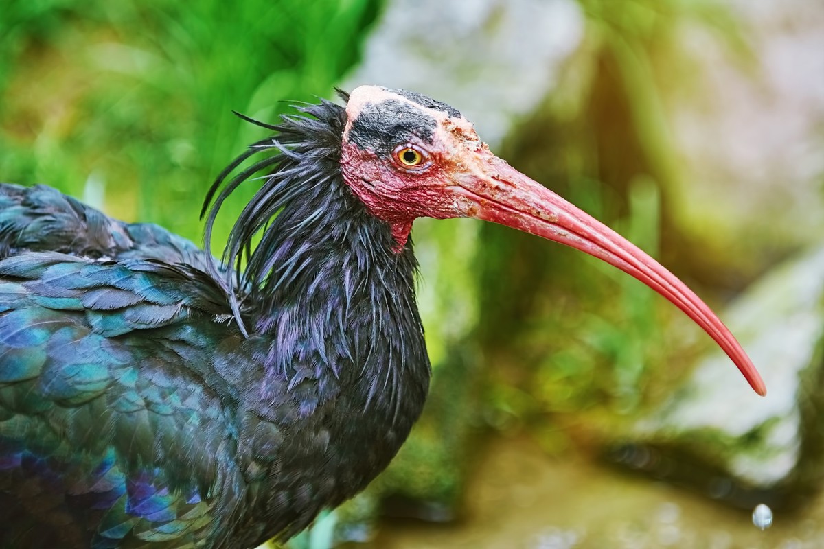 Northern Bald Ibis, 25.09.2021, Copyright: xS_Razvodovskijx Panthermedia23480261