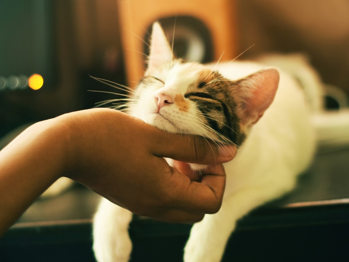 Diese Katze ist zwar nicht Cloé, aber auch süß. Weniger ängstlich ist sie offensichtlich.