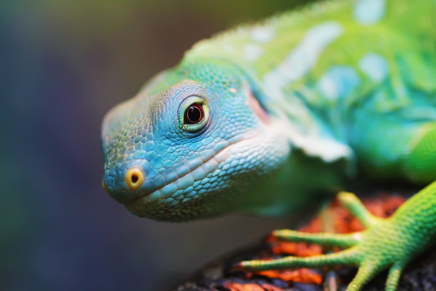 Lizard close up macro animal portrait photo