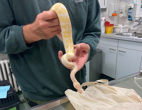 Diese Albinopython ist eine der vier Schlangen, die ausgesetzt wurden.