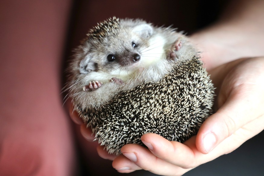 01.10.2022, Tschechien, Ostrava: Ein Igel wird auf der 1. Internationalen Ausstellung exotischer Igel in Ostrava vorsichtig in beiden H