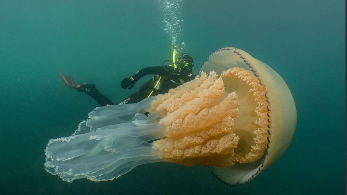 Tiere Forscherin Entdeckt Im Atlantik Die Grosste Qualle Die Du Je Gesehen Hast Watson
