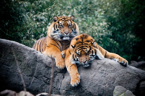 Tiger sind Großkatzen und entspannen genau so gern in der Sonne wie ihre Verwandten, die Hauskatzen.