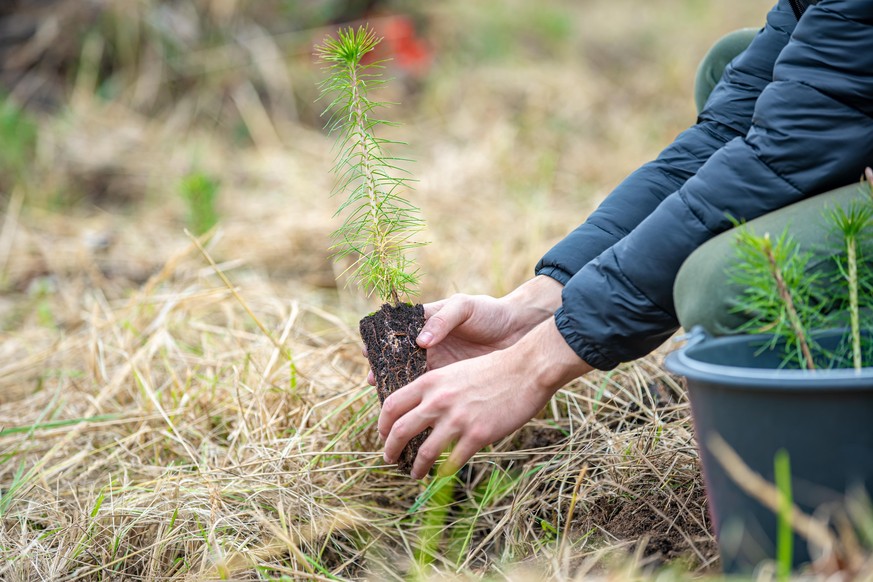 As a volunteer, the young man plants young trees to restore the forest