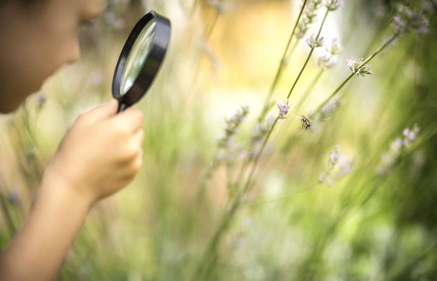 Little boy observes a honeybee on a flower through a magnifying glass.