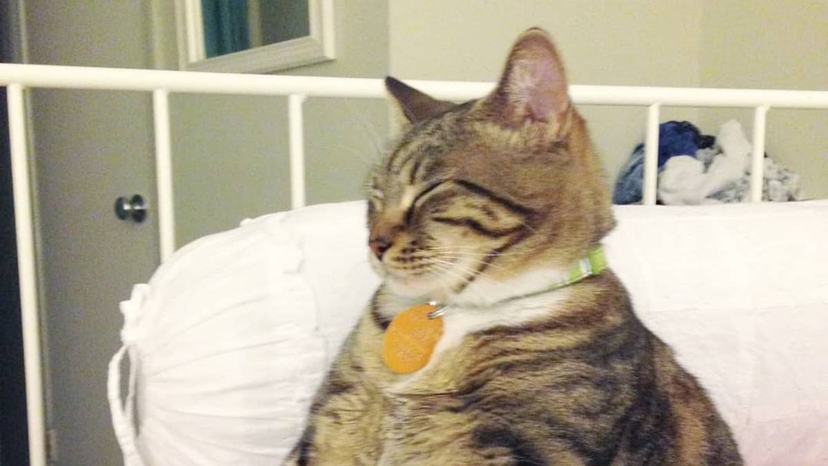 Dicke Katzen So süß sind diese Vierbeiner