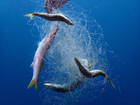 Ghost nets are fishing nets that have been left or lost in the ocean by fishermen. These nets, often nearly invisible in the dim light, can be left tangled on a rocky reef or drifting in the open sea.