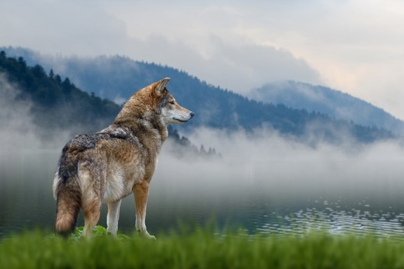 Wölfe sind normalerweise scheue Tiere.