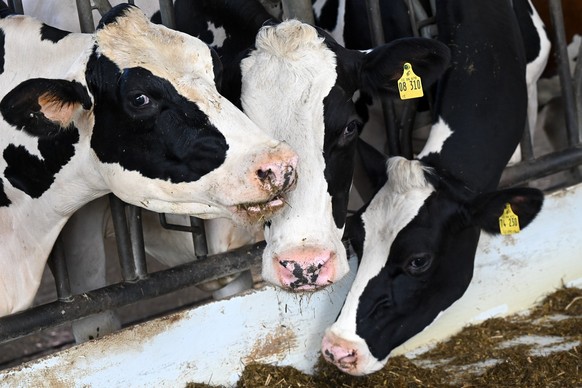 ARCHIV - 12.09.2022, Hessen, Homberg (Efze): Kühe fressen in einem Milchviehbetrieb. (zu dpa «Branche pocht zum Tag der Milch auf angemessene Preise») Foto: Uwe Zucchi/dpa +++ dpa-Bildfunk +++