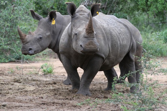 ARCHIV - 20.02.2017, Südafrika, ---: Zwei Breitmaulnashörner (Ceratotherium simum) stehen im Phinda Naturschutzreservat (Südafrika) in einem Gehege. Im benachbarten Botsuana geraten Nashörner nach Ang ...