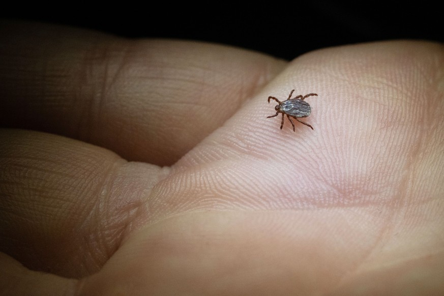 20.02.2024, Baden-Württemberg, Stuttgart: Eine Mitarbeiterin der Parasitologie der Universität Hohenheim zeigt in einem Labor eine Buntzecke (Dermacentor reticulatus). In einer Online-Pk zum Süddeutsc ...