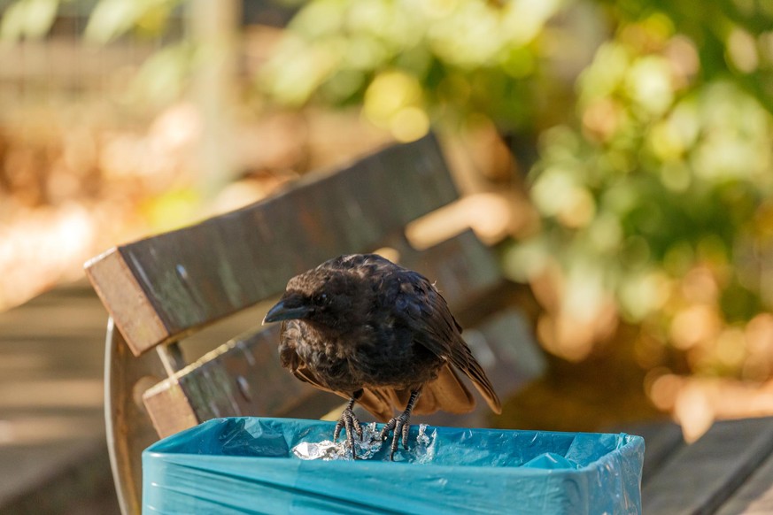 Crow on trash bin in park