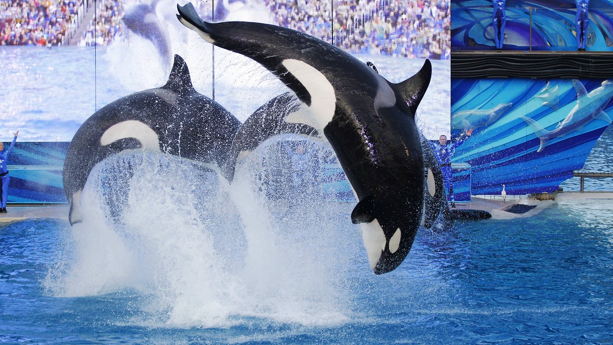 January 8, 2017 - San Diego, CA, USA - Orca whales perform during the final Shamu show, One Ocean at Sea World San Diego on Sunday, January 8, 2017. San Diego USA PUBLICATIONxINxGERxSUIxAUTxONLY - ZUM ...