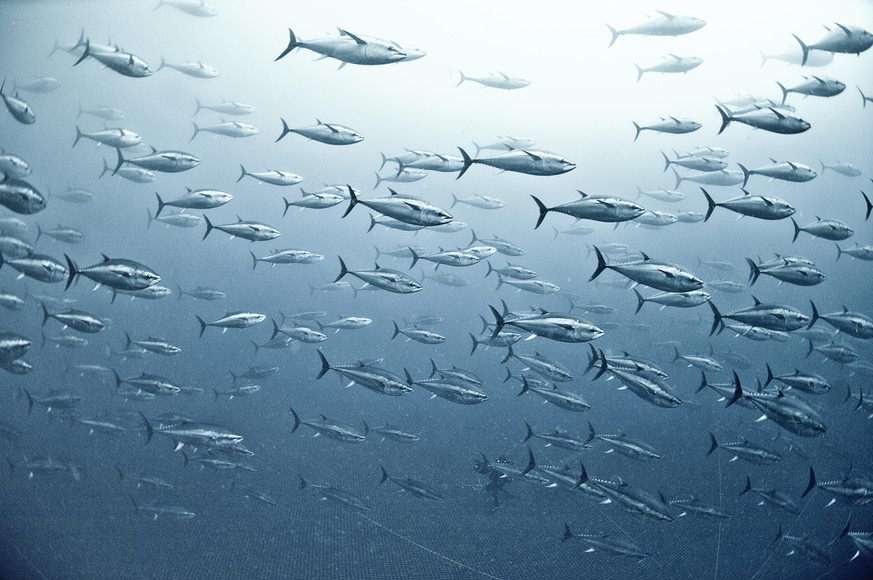 Large group of Yellowfin tuna.