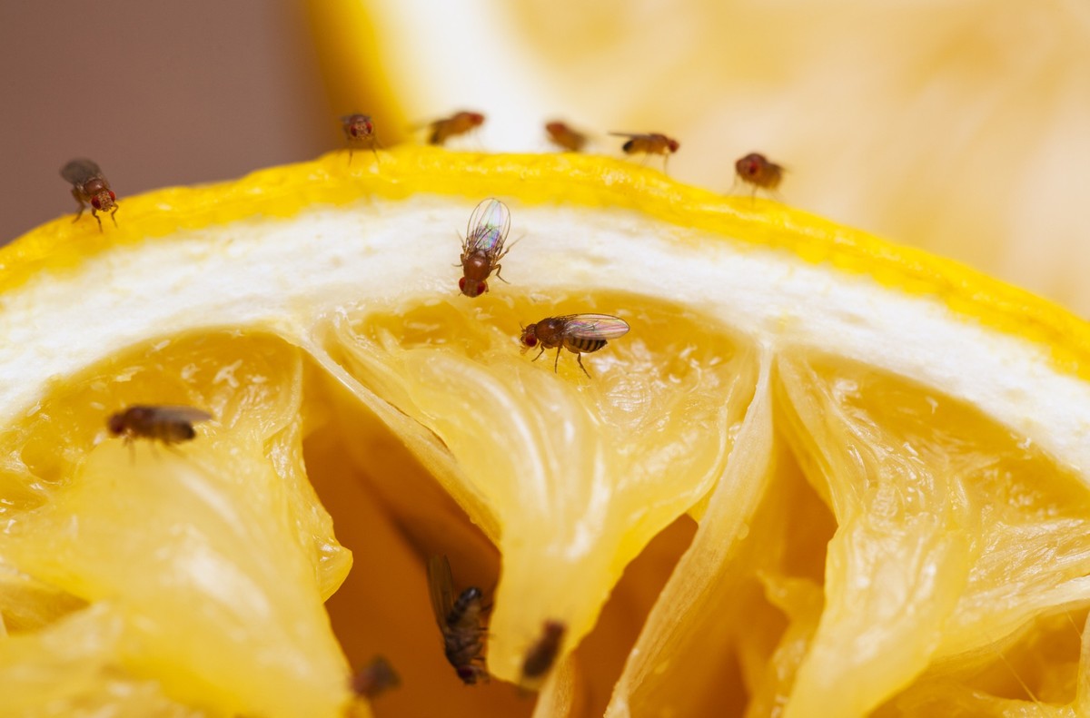 Fruit flies on squeezed lemon slice; see other similar images: