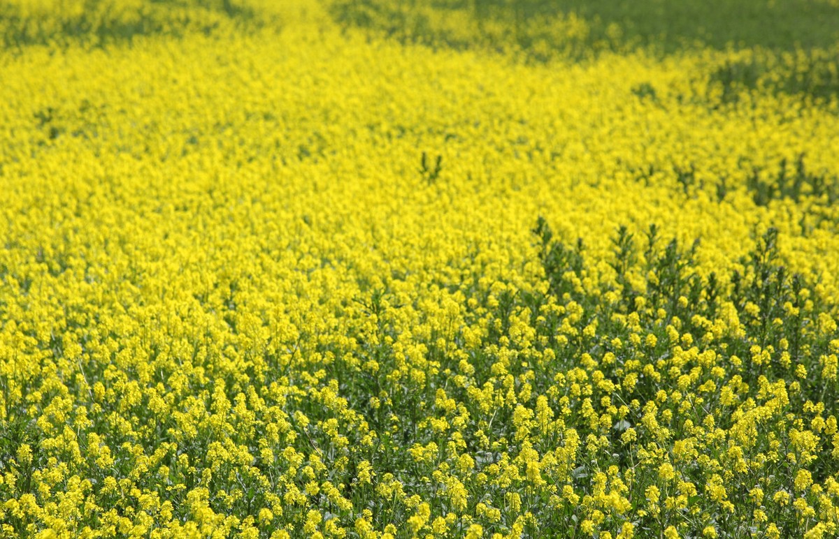 Field Of Mustard Flowers Field of mustard flowers Brassica in bloom at a farm in Toronto, Ontario, Canada, on June 11, 2009. Toronto ONTARIO Canada friedman-fieldofm090610_npYtK PUBLICATIONxNOTxINxFRA ...