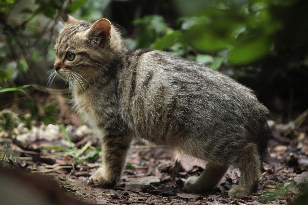 European wildcat (Felis silvestris silvestris) kitten. Wild life animal.