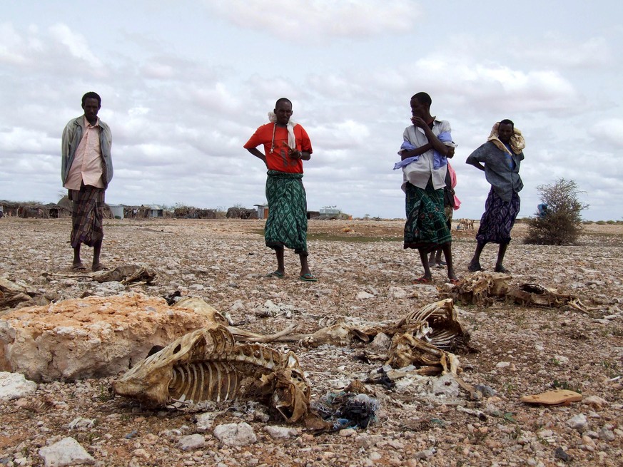 ARCHIV - 01.07.2008, Somalia, Bohol: Somalische Hirten, die ihren gesamten Viehbestand wegen anhaltender Trockenheit verloren haben, stehen neben den Kadavern der Tiere. Vier von f