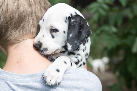 ARCHIV - Auch das Herz darf mitentscheiden. Eine gewisse Sympathie zwischen Käufer und Hund ist unabdingbar. Foto: Florian Schuh/dpa-tmn - Honorarfrei nur für Bezieher des dpa-Themendienstes +++ dpa-T ...