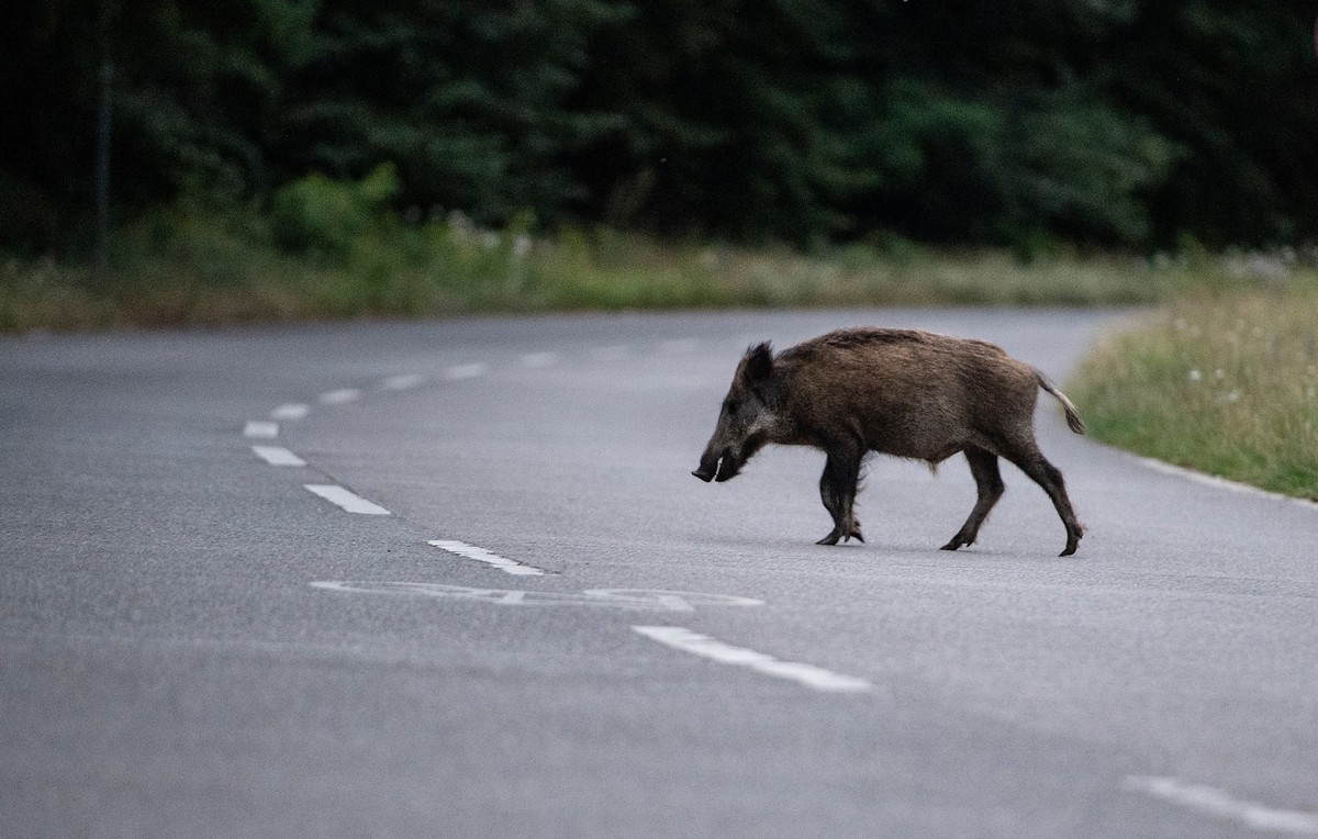 ARCHIV - 12.07.2020, Berlin: Ein Wildschwein läuft am frühen Abend über eine Straße in der Bundeshauptstadt. (zu dpa «Dutzende Verstöße gegen Verbot des Wildtier-Fütterns erfasst») Foto: Paul Zinken/d ...