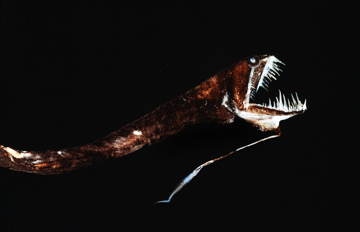 Ribbon sawtail fish, Idiacanthus fasciola. Portugal PUBLICATIONxINxGERxSUIxAUTxONLY Copyright: PauloxDixOliviera 12692726