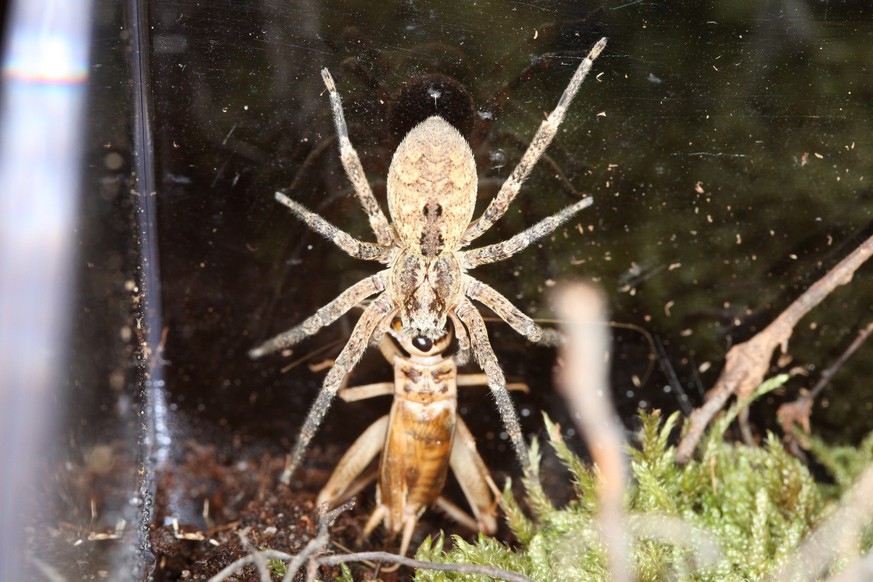 Nosferatu-Spinne - Figure 1