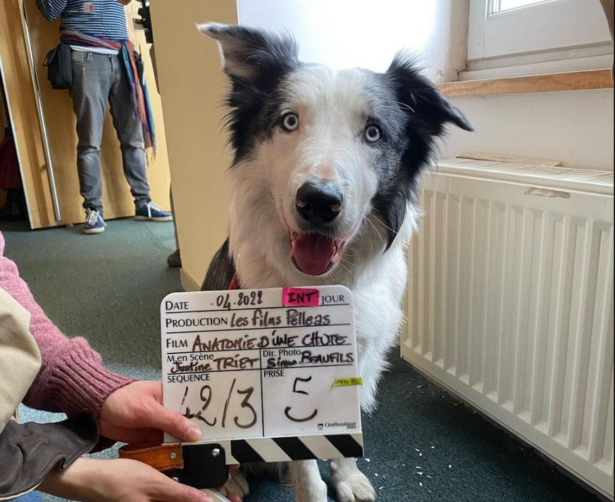 Border Collie Messi ist durch "Anatomie eines Falls" zum Filmstar geworden.