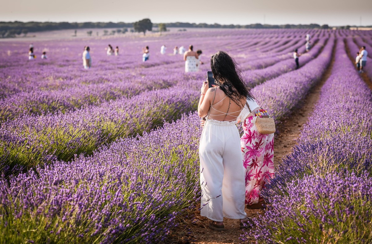 Lavender fields in Brihuega Guadalajara Several people in a lavender field, on July 10, 2025, in Brihuega, Guadalajara, Castilla La Mancha Spain Every July, in the municipality of Brihuega, known as t ...