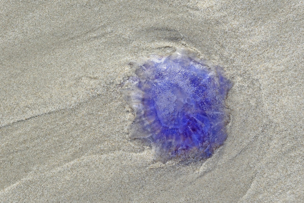 Blaue Nesselqualle (Cyanea lamarckii) an den Sandstrand gespült, Norderney, Ostfriesische Inseln, Nordsee, Niedersachsen, Deutschland, Europa *** Blue nettle jellyfish Cyanea lamarckii flushed to the ...