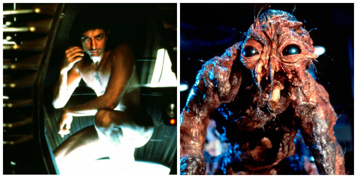 die fliege the fly