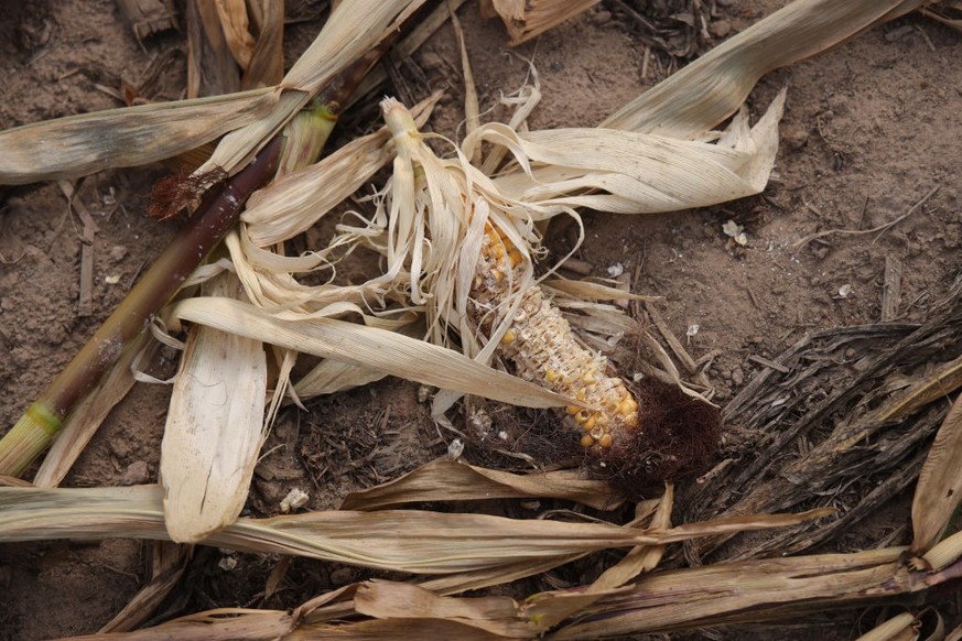 SCHWEDT, GERMANY - AUGUST 17: A dry ear of corn likely eaten by animals stands in a farmer&#039;s parched field on a hot day on August 17, 2022 near Schwedt, Germany. Germany is facing a persistently  ...