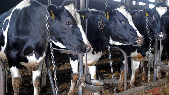 Bildnummer: 59783021 Datum: 21.04.2011 Copyright: imago/blickwinkel
Hausrind (Bos primigenius f. taurus), im Stall angekettete Milchkuehe, Deutschland domestic cattle (Bos primigenius f. taurus), dair ...