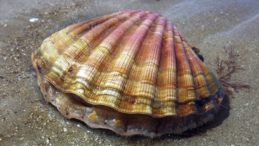 Jakobs-Pilgermuschel, Jakobspilgermuschel, Jakobsmuschel (Pecten jacobaeus), lebende Jakobsmuschel am Sandstrand, Frankreich, Bretagne, Erquy St.James s scallop, great scallop (Pecten jacobaeus), aliv ...