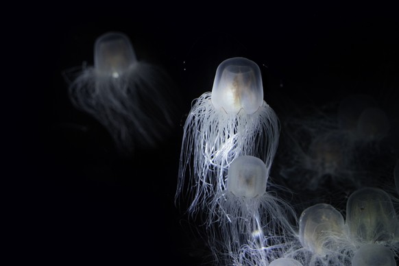 The Sea Wasp - Immortal Jellyfish
