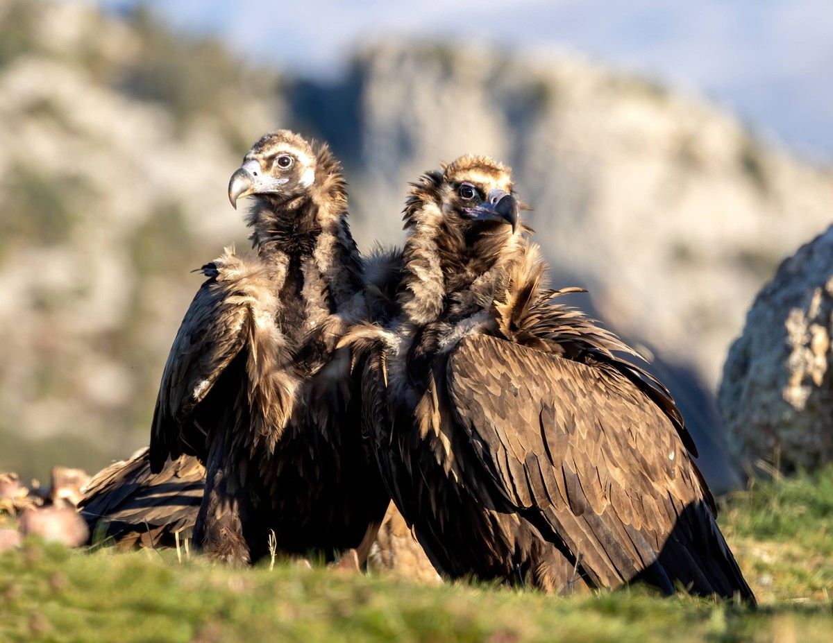 Cinereous Vulture, Aegypius monachus Cinereous Vulture Aegypius monachus two close-up Copyright: xAgamix/xRoyxdexHaasx