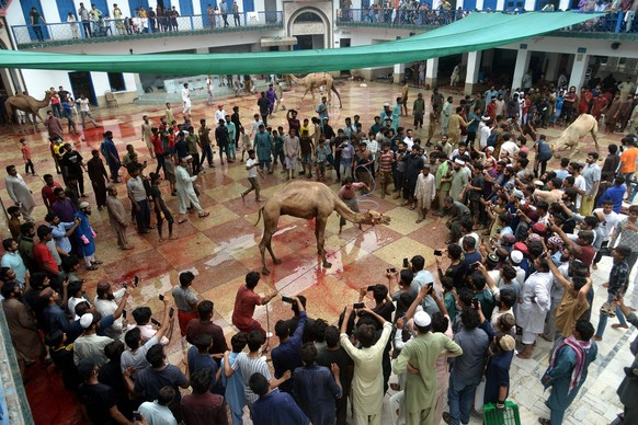 Pakistan: Muslim devotees slaughtering camels on the 2nd day of Eid al-Adha Pakistani Muslim devotees slaughtering camels on the 2nd day of Eid al-Adha, the Festival of Sacrifice Qurbani at Darul Uloo ...