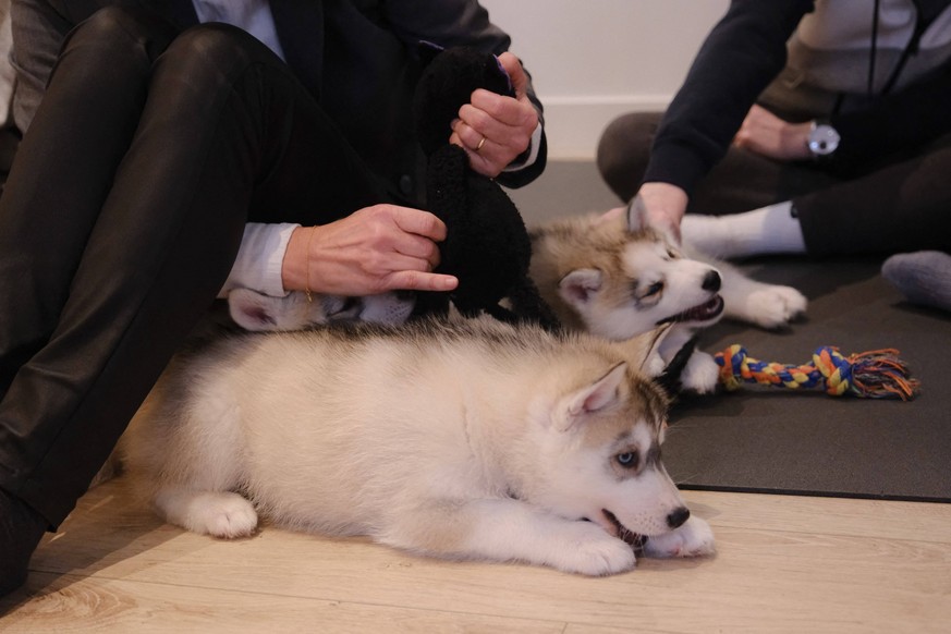 Puppy Yoga Paris classes - Boulogne Billancourt Yoga class while playing with puppies Fun and relaxing Puppy Yoga Paris classes are a one-of-a-kind experience, providing an opportunity to socialize pu ...