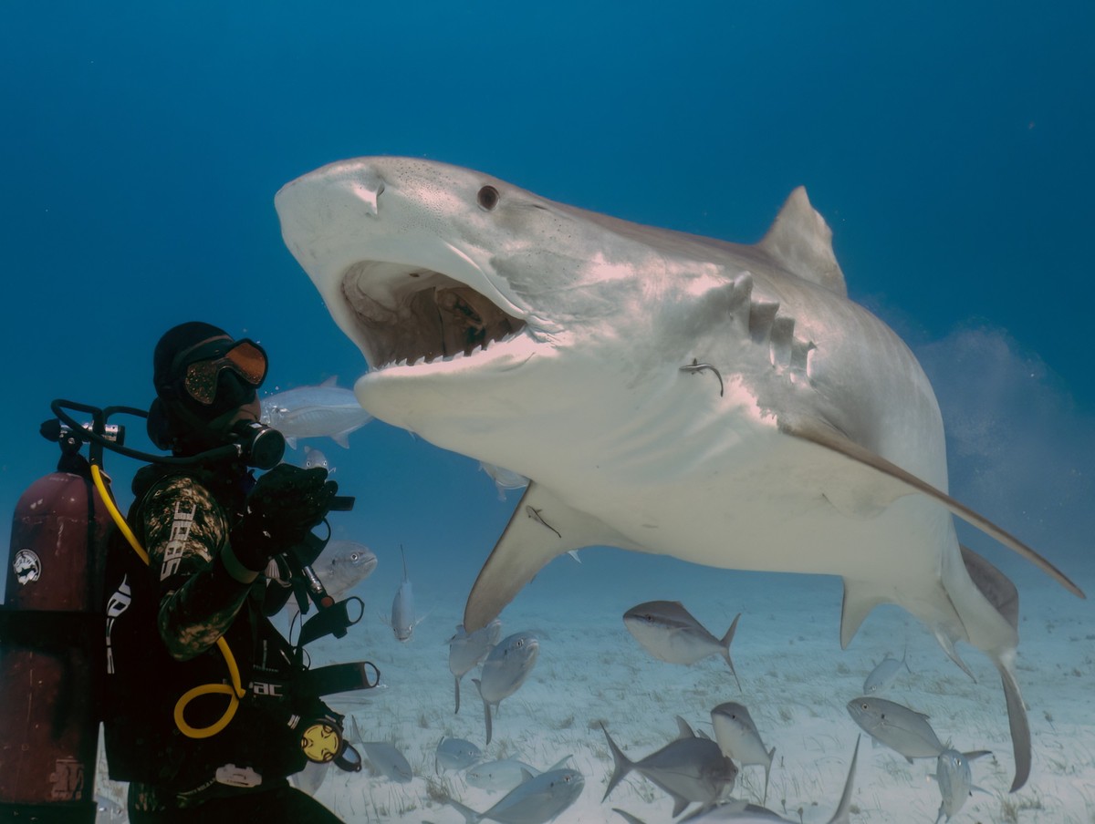Divers interacting with a Tiger Shark (Galeocerdo cuvier) in Bimini, Bahamas xkwx apex predator, aquatic, atlantic, bahamas, beautiful, big, bimini, blue water, caribbean, dive, diver, diving with sha ...