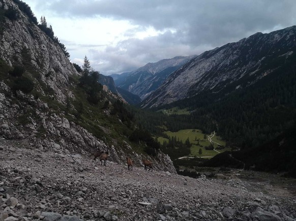 Bergabhang im Hinterautal im Karwendelgebirge in Tirol, Österreich