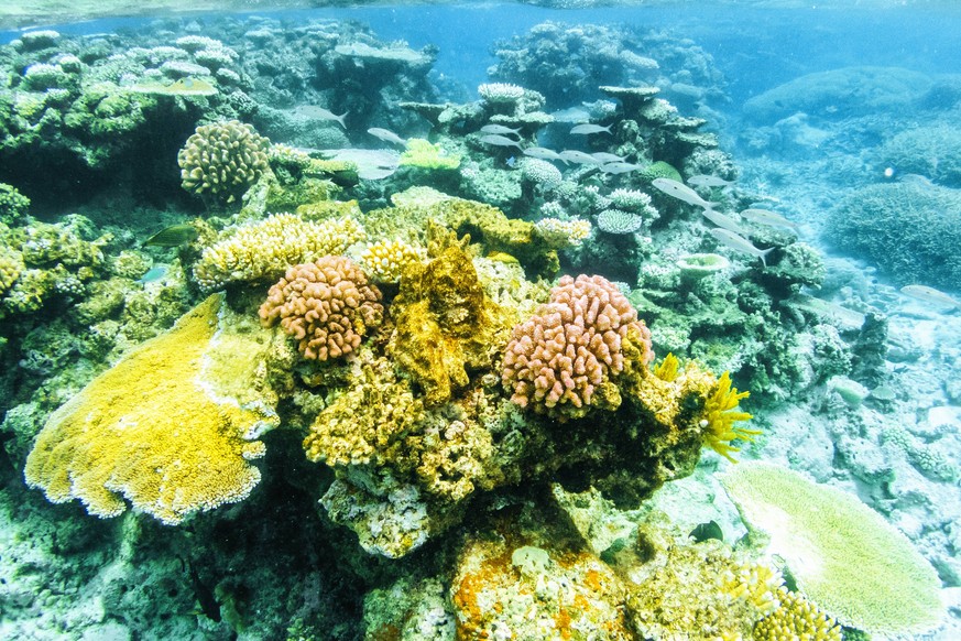 Australia, Queensland, Great Barrier Reef, Corals, close up PUBLICATIONxINxGERxSUIxAUTxHUNxONLY KIJF02253