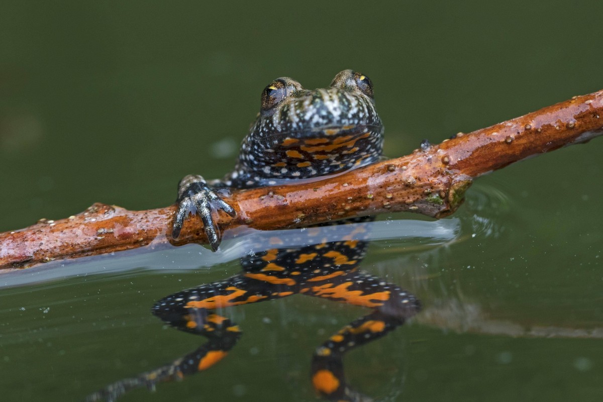 Rotbauchunke Bombina bombina im Teich, heimisch auf dem europäischen Festland, mit orangefarbenen Flecken auf der Unterseite *** Rotbauchunke Bombina Bombina at Pond, home at the European Mainland, wi ...